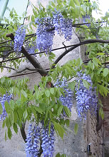 Foto Flowers on Facade